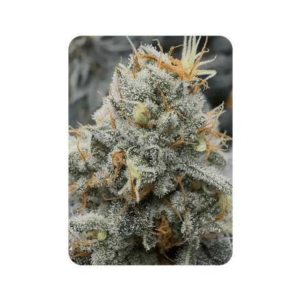 Citron OG