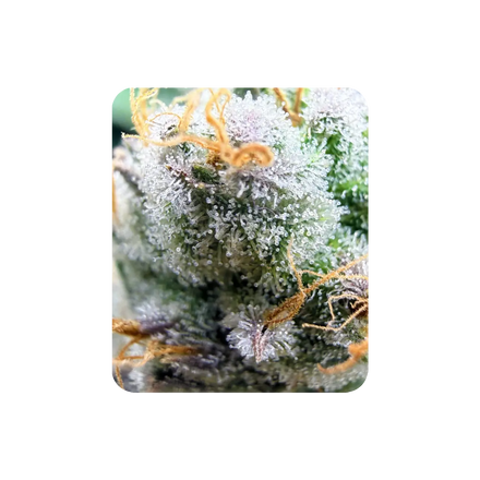 Cookies Kush