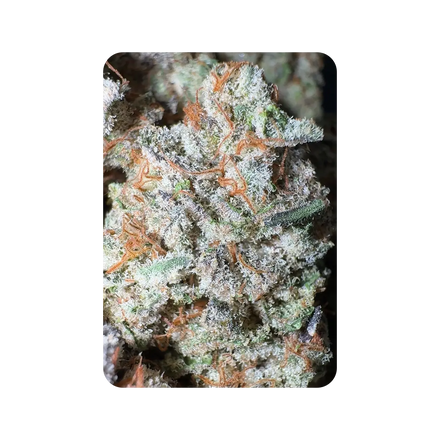Fyre OG