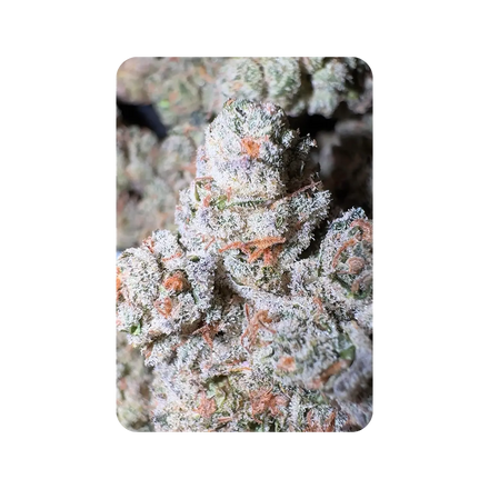 Legendary OG