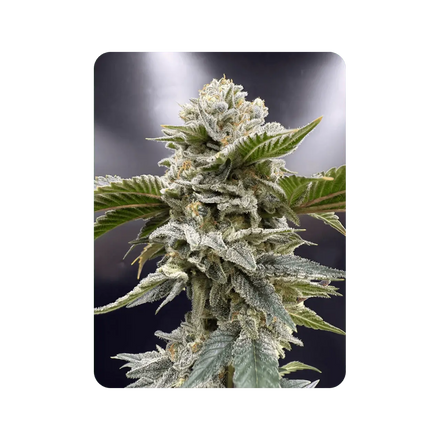 Legendary Skunk