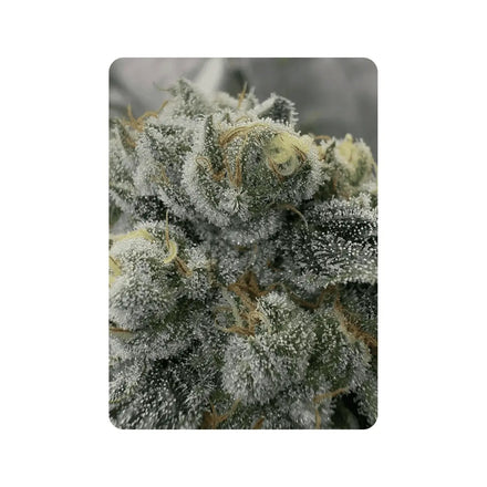 Oz Kush